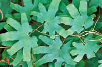 photo of lygodium palmatum